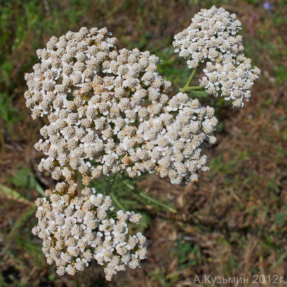 Изображение особи Achillea millefolium.