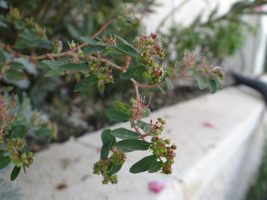 Изображение особи Euphorbia hypericifolia.