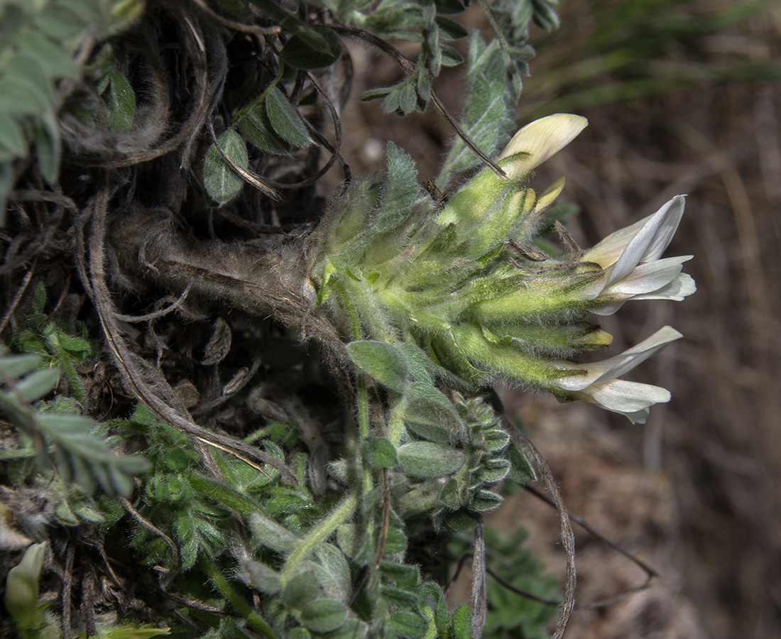 Изображение особи Astragalus testiculatus.