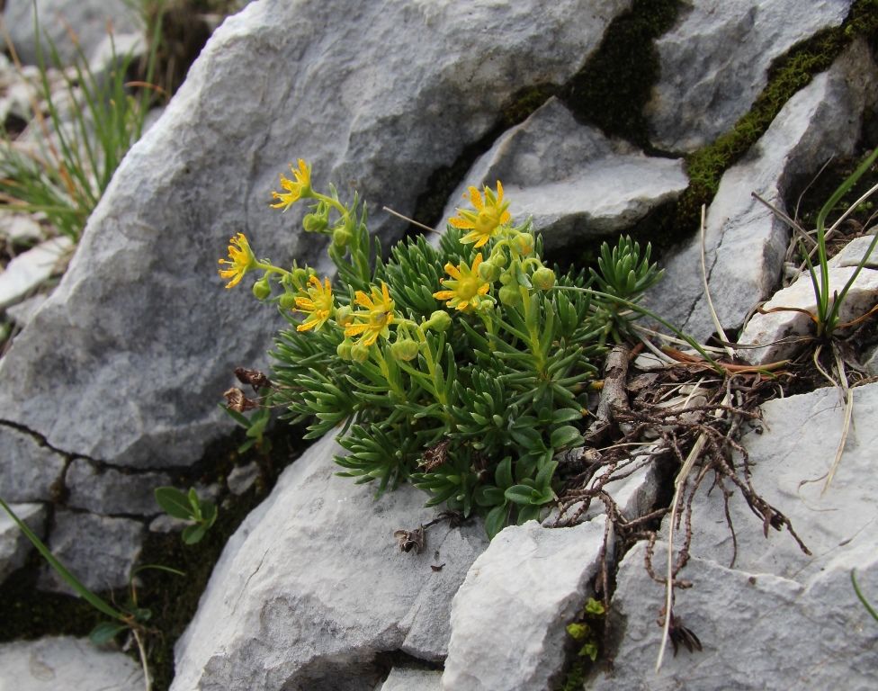 Изображение особи Saxifraga aizoides.