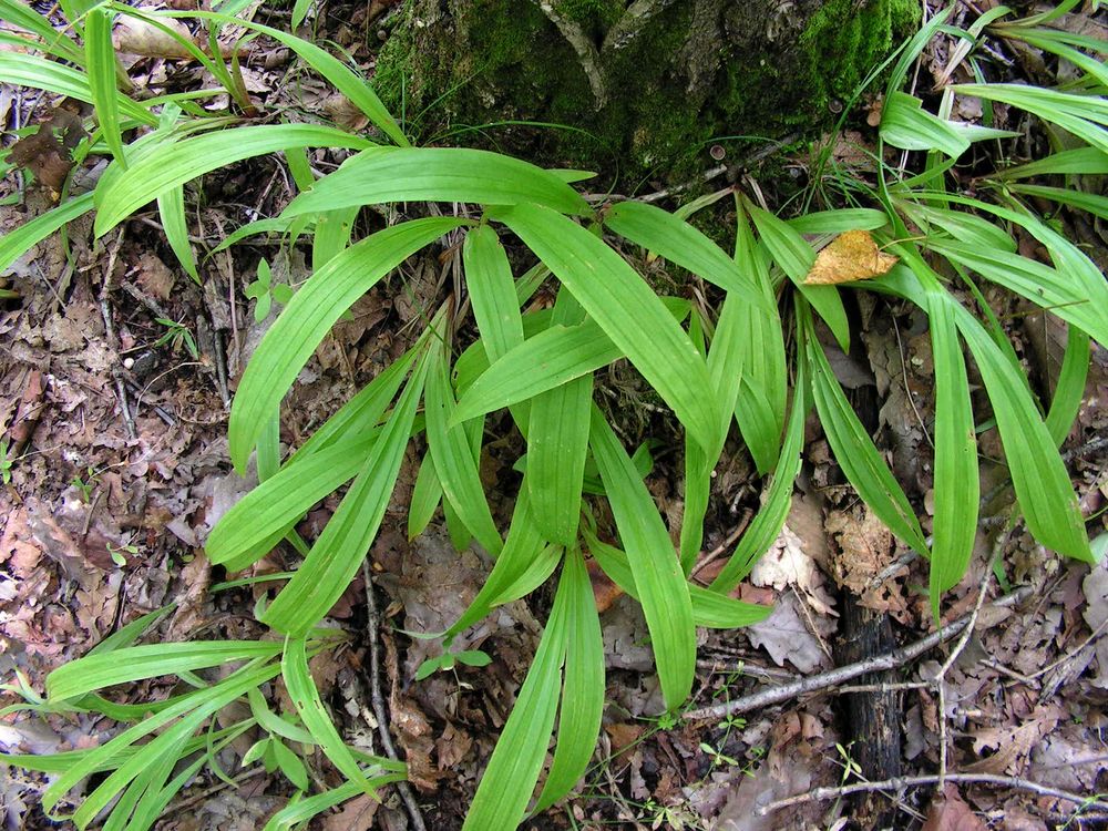 Изображение особи Carex siderosticta.