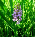 Dactylorhiza baltica. Соцветие. Московская обл., Железнодорожный, дер. Пестово, берег р. Чёрной. 05.06.2014.