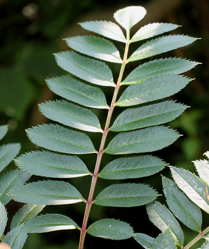 Изображение особи Sorbus koehneana.