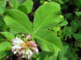 Trifolium hybridum. Лист. Иркутская область, окрестности г. Усть-Кут, под ЛЭП. 25.07.2009.