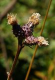 Saussurea recurvata. Верхушка отцветшего растения. Приморский край, Находкинский городской округ, окр. пос. Врангель, вблизи мыса Лисученко, поляна в сухом дубовом лесу. 18.09.2014.