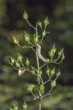 Scrophularia nodosa. Верхняя часть плодоносящего растения с сидящими гусеницей совки Cucullia scrophulariae и нимфой клопа-щитника. Саратов, Октябрьское ущелье. 05.07.2014.