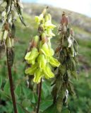 Astragalus frigidus