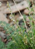 Artemisia lagocephala. Побег с соцветиями. Бурятия, плато п-ова Святой нос (выс. около 1800 м н.у.м.). 22.07.2009.