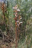 Orobanche cumana. Отцветающие растения. Западный Крым, южный берег оз. Кызыл-Яр. 9 июля 2015 г.