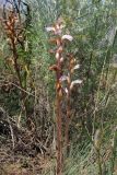 Orobanche cumana