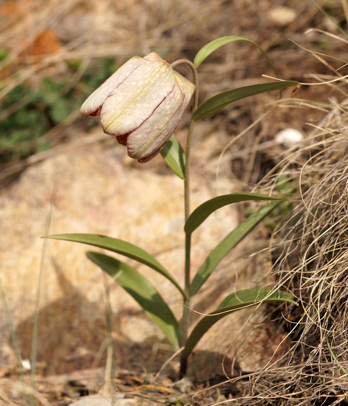 Изображение особи Fritillaria walujewii.
