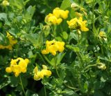 Lotus corniculatus. Верхушки цветущих побегов. Восточный Казахстан, Уланский р-н, с. Украинка, дачный участок, в культуре. 03.06.2013.