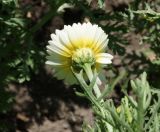 Glebionis coronaria