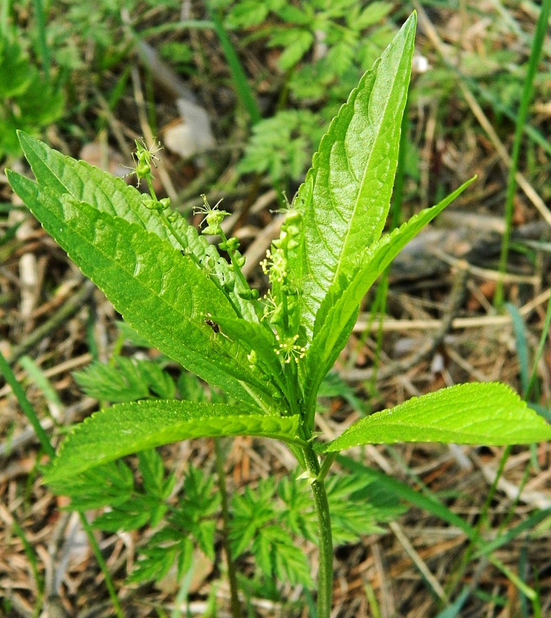 Изображение особи Mercurialis perennis.