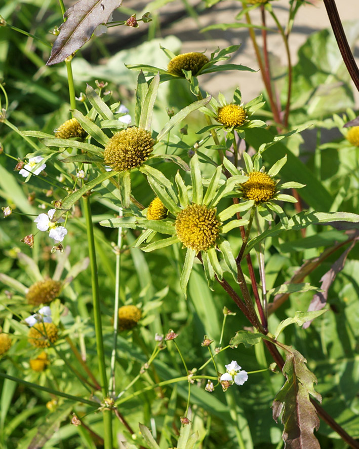 Изображение особи Bidens radiata.