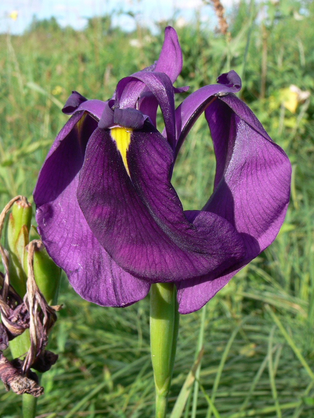 Изображение особи Iris ensata.