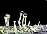 Cladonia chlorophaea. Подеции с каплями воды. Литва, лeвый берег Немана на границе с Белоруссией, лес Бугеда, шиферная крыша. 05.11.2016.