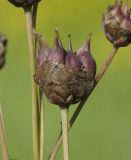 Butomus umbellatus