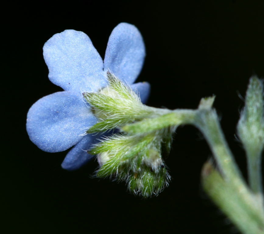 Изображение особи Eritrichium sichotense.