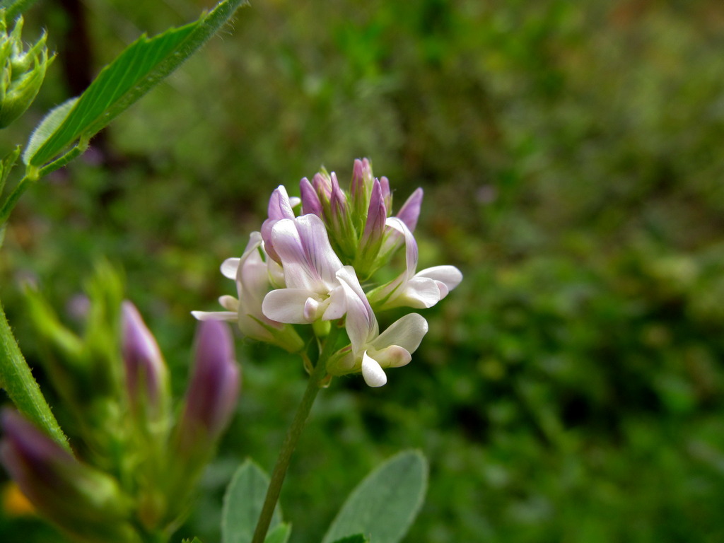 Image of Medicago &times; varia specimen.