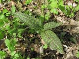 Dactylorhiza urvilleana. Вегетирующее растение. Краснодарский край, Абинский р-н, окр. пос. Новый, у дороги. 16.04.2018.