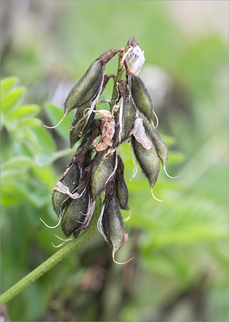 Изображение особи Astragalus subpolaris.