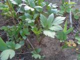 Rudbeckia laciniata var. hortensia