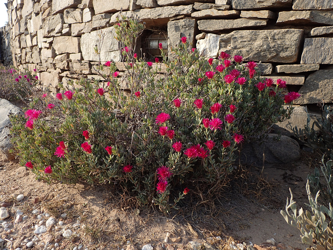 Изображение особи Lampranthus falcatus.