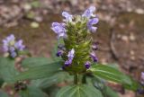 Prunella vulgaris. Верхушка побега с соцветием. Краснодарский край, Абинский р-н, окр. станицы Эриванская, тенистый дубово-грабово-буковый лес в щели Жаданова. 30.05.2015.