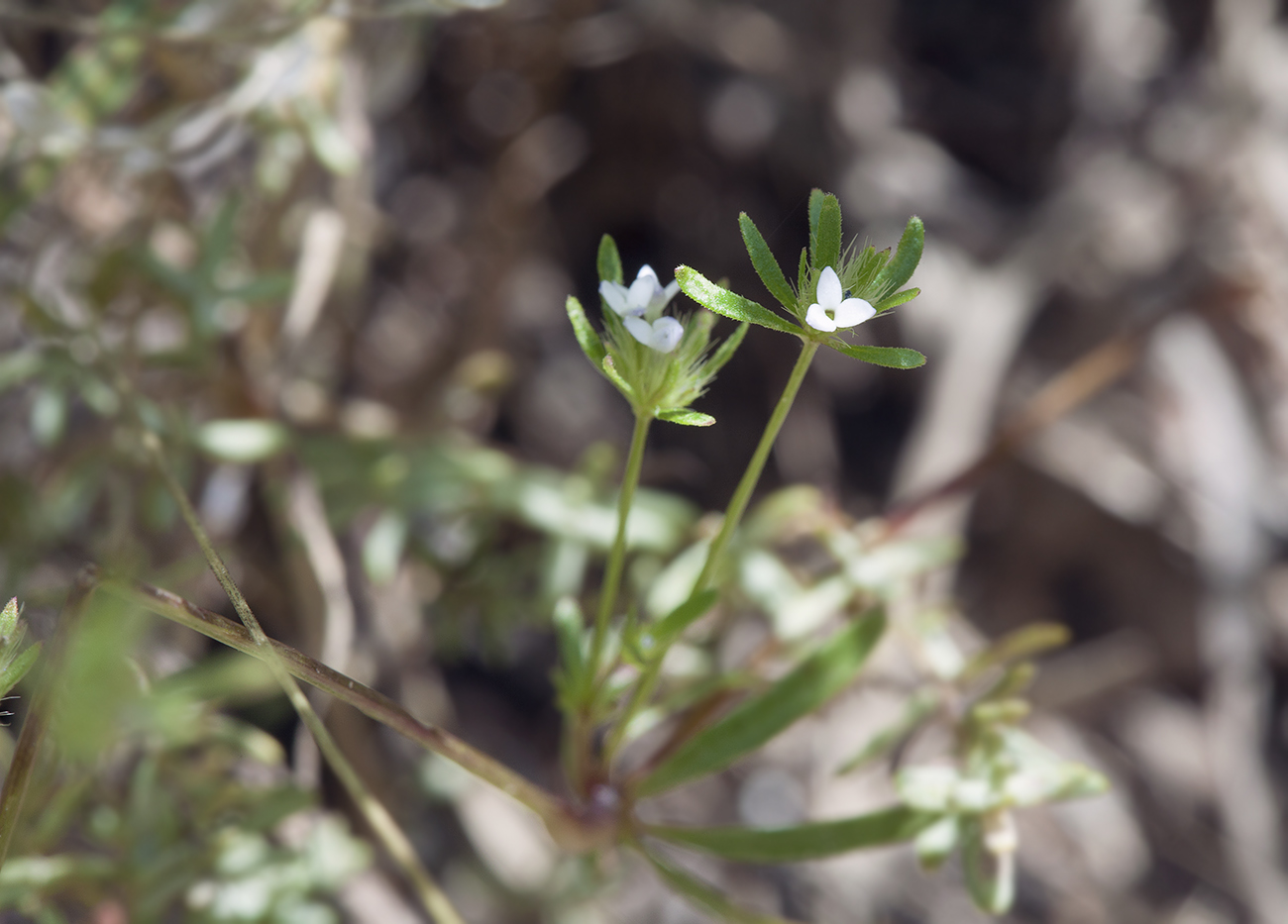 Изображение особи Asperula setosa.