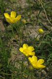 Ranunculus regelianus