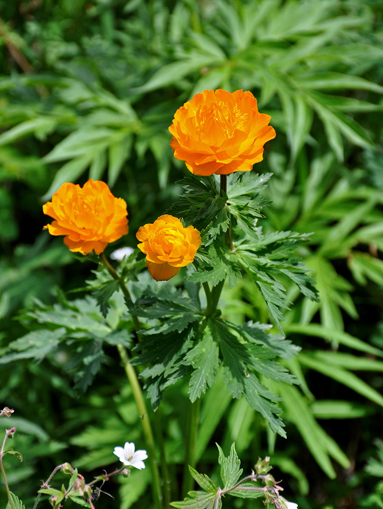 Изображение особи Trollius asiaticus.