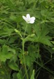 Cerastium pauciflorum. Верхушка побега с цветком и бутонами. Алтай, Онгудайский р-н, пер. Семинский, крупнотравный субальпийский луг среди кедрового редколесья. 11 июля 2019 г.