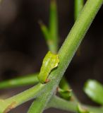 Colletia spinosissima