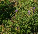 Geranium pratense