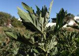 Chenopodium opulifolium