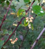 род Berberis. Часть ветки с листьями и соплодиями. Абхазия, г. Сухум, Сухумский ботанический сад. 25.09.2022.