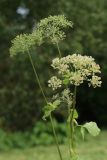 Angelica sylvestris