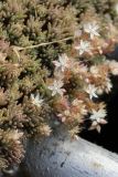 Sedum pallidum подвид bithynicum. Побеги с цветкам, облепленными пухом плодов ивы (Salix). Беларусь, г. Витебск, наб. р. Западная Двина у площ. Тысячелетия Витебска, выкашиваемый газон. 17.06.2023.