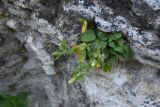 Campanula pendula. Расцветающее растение. Чечня, Шаройский р-н, нижняя часть долины р. Цесиахк, окраина с. Химой, на скале. 09.08.2023.