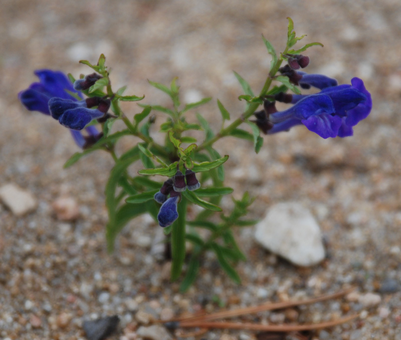 Изображение особи Scutellaria scordiifolia.