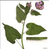 Lunaria rediviva. Гербаризированное растение. Московская обл., 7.05.2008.