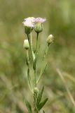 Erigeron pseudoseravschanicus. Верхушка цветущего растения. Южный Казахстан, Верхний Боролдай, у берега реки. 29.06.2011.