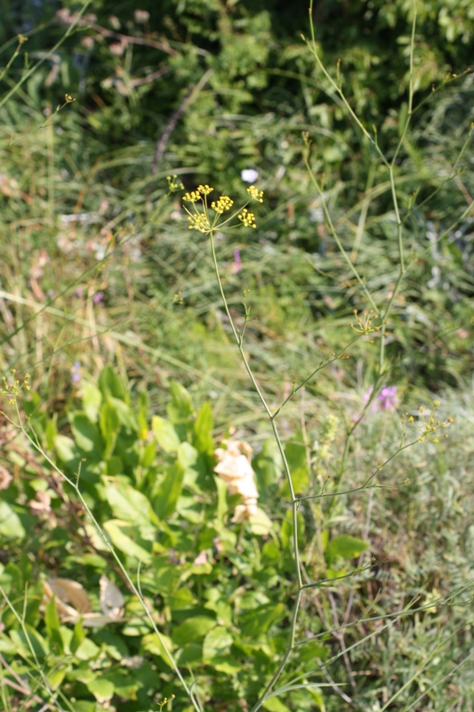 Image of Bupleurum woronowii specimen.