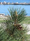 Pinus pallasiana. Верхушка веточки с прошлогодней шишкой. Крым, Ялта, Грузпорт. 25 апреля 2012 г.