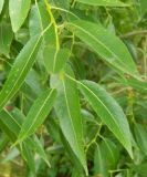 Salix euxina