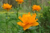 Trollius asiaticus