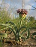 Allium rothii
