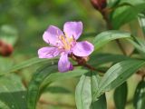 Melastoma malabathricum. Верхушка побега с цветком. Таиланд, национальный парк Си Пханг-нга. 20.06.2013.