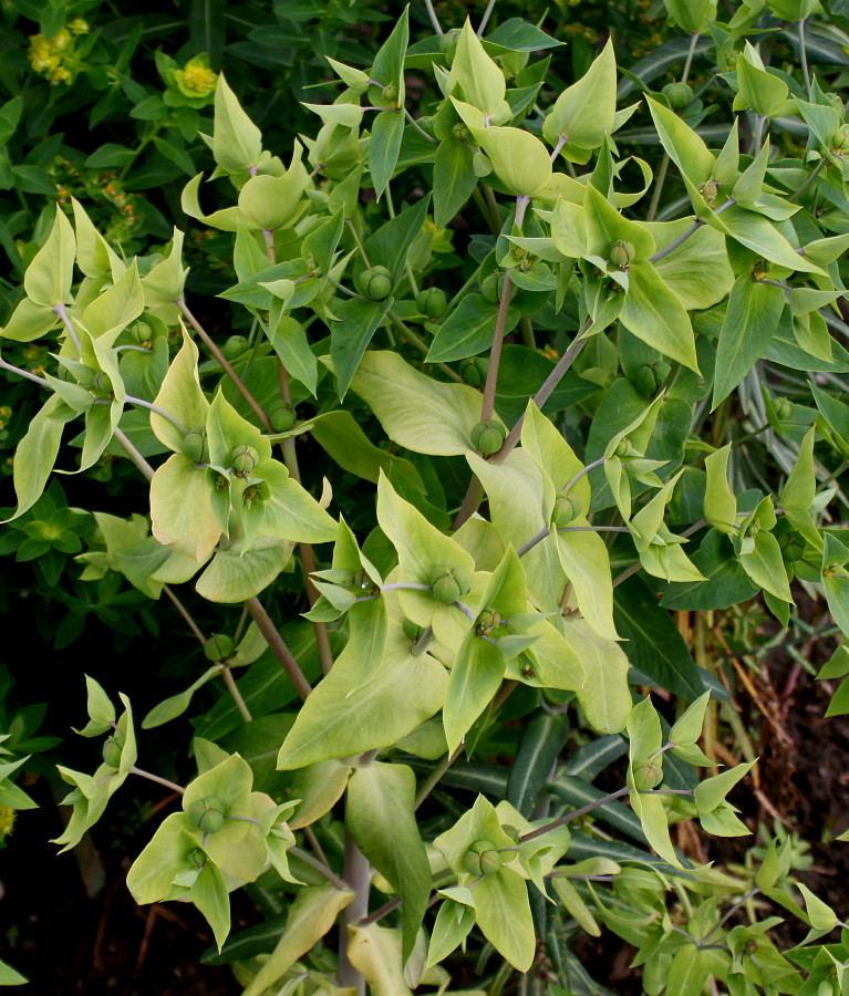 Изображение особи Euphorbia lathyris.